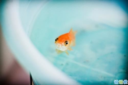 新年新学期开学典礼校长讲话稿(合集8篇)