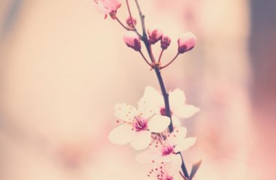 芭比娃娃