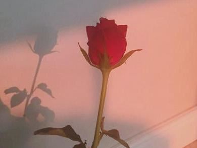 毕业会上老师给学生的毕业赠言