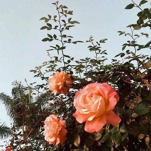 趣味运动会闭幕式致辞