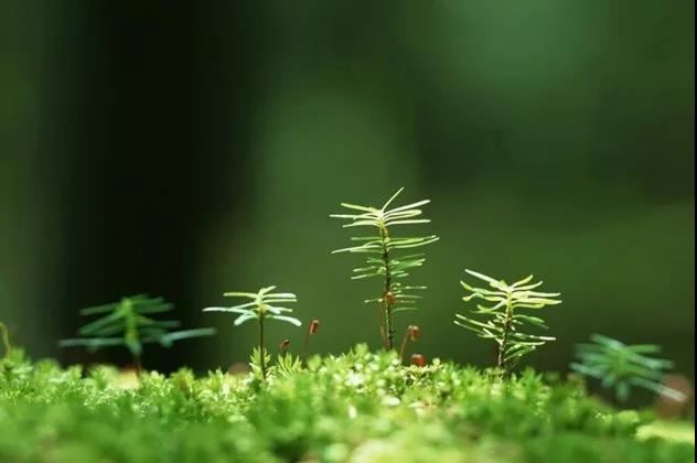 地球环境日的活动方案