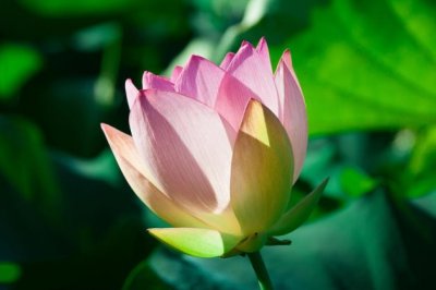 公司员工离职证明范本