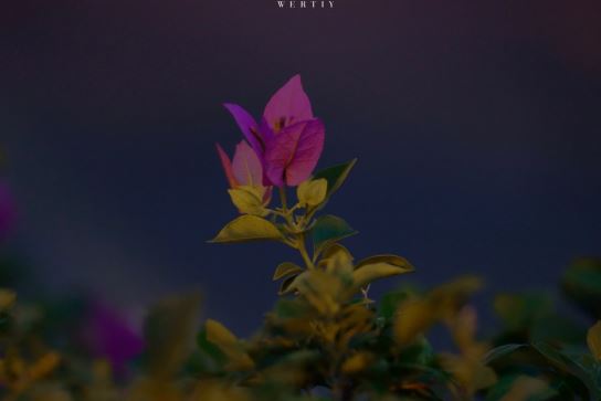 读白杨_有感