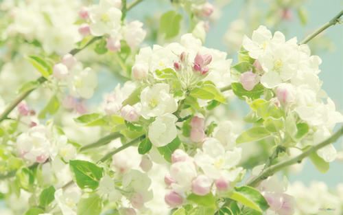 小学生四年级快乐的植树节400字日记