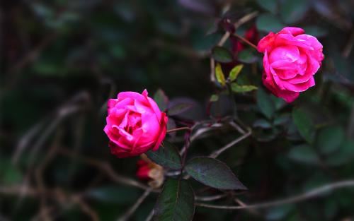 幼儿园中秋节活动方案(合集4篇)