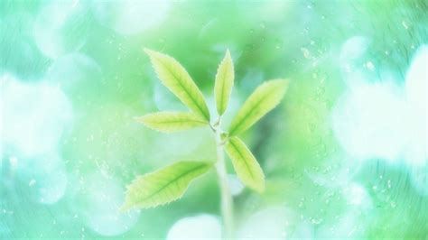 幼儿园十周年园庆的主持稿