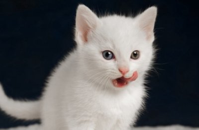 小熊放风筝的看图写话