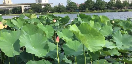 生活中的小镜头_阅读试题及答案