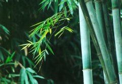 我幻想中的新型汽车五年级作文