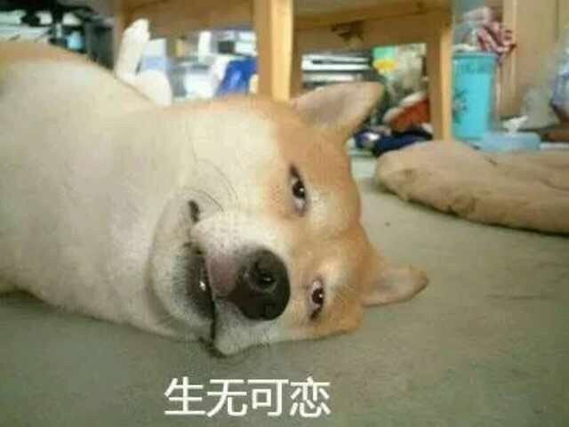 我的育英小学作文