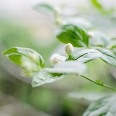雨润门源优美散文