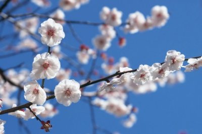 放小鸟